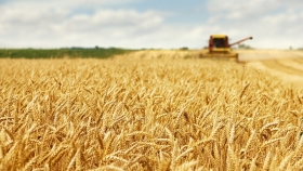 В РАНХиГС назвали культуры, которыми аграрии могут заменить пшеницу